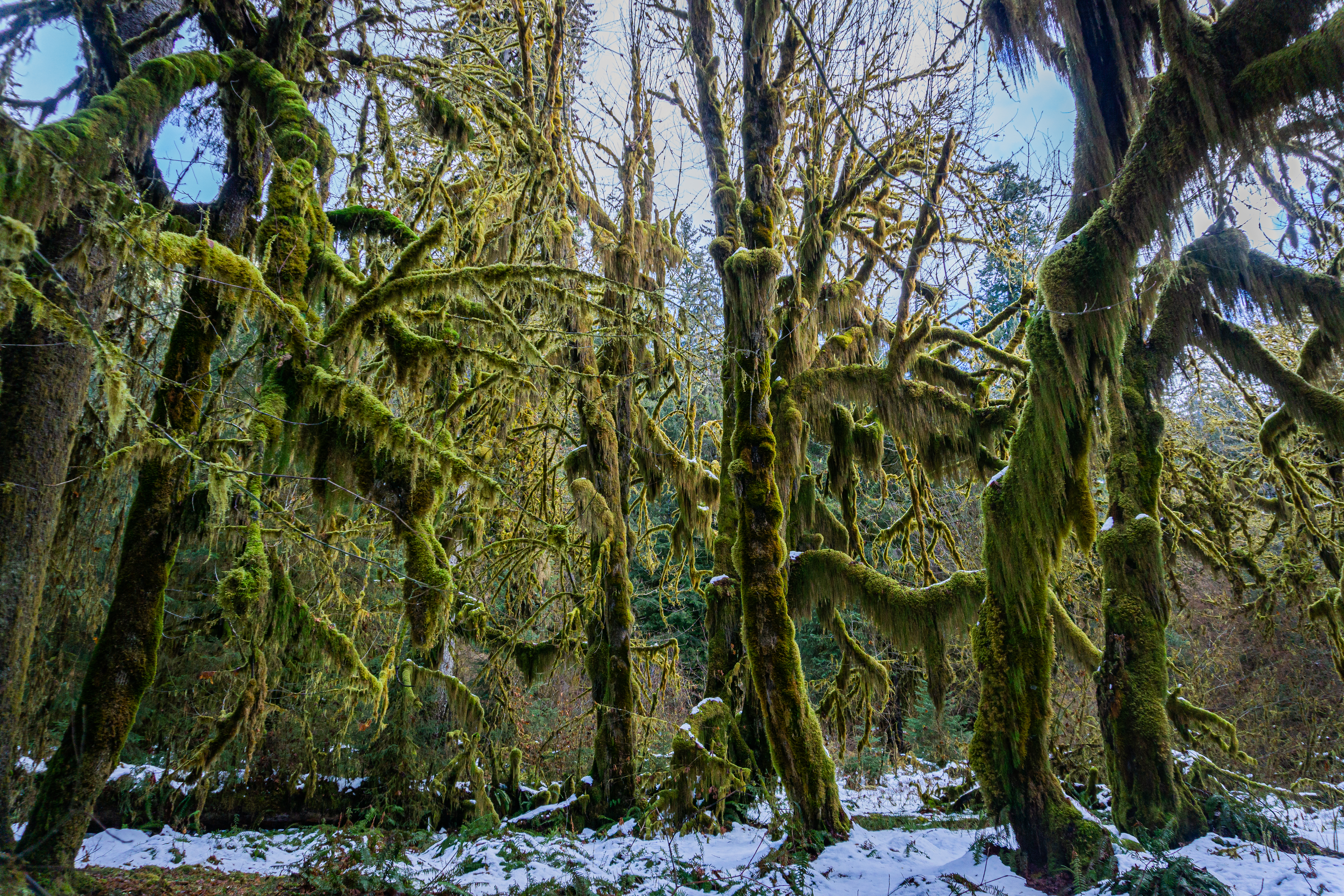 Hoh Rainforest, Olympic National Park