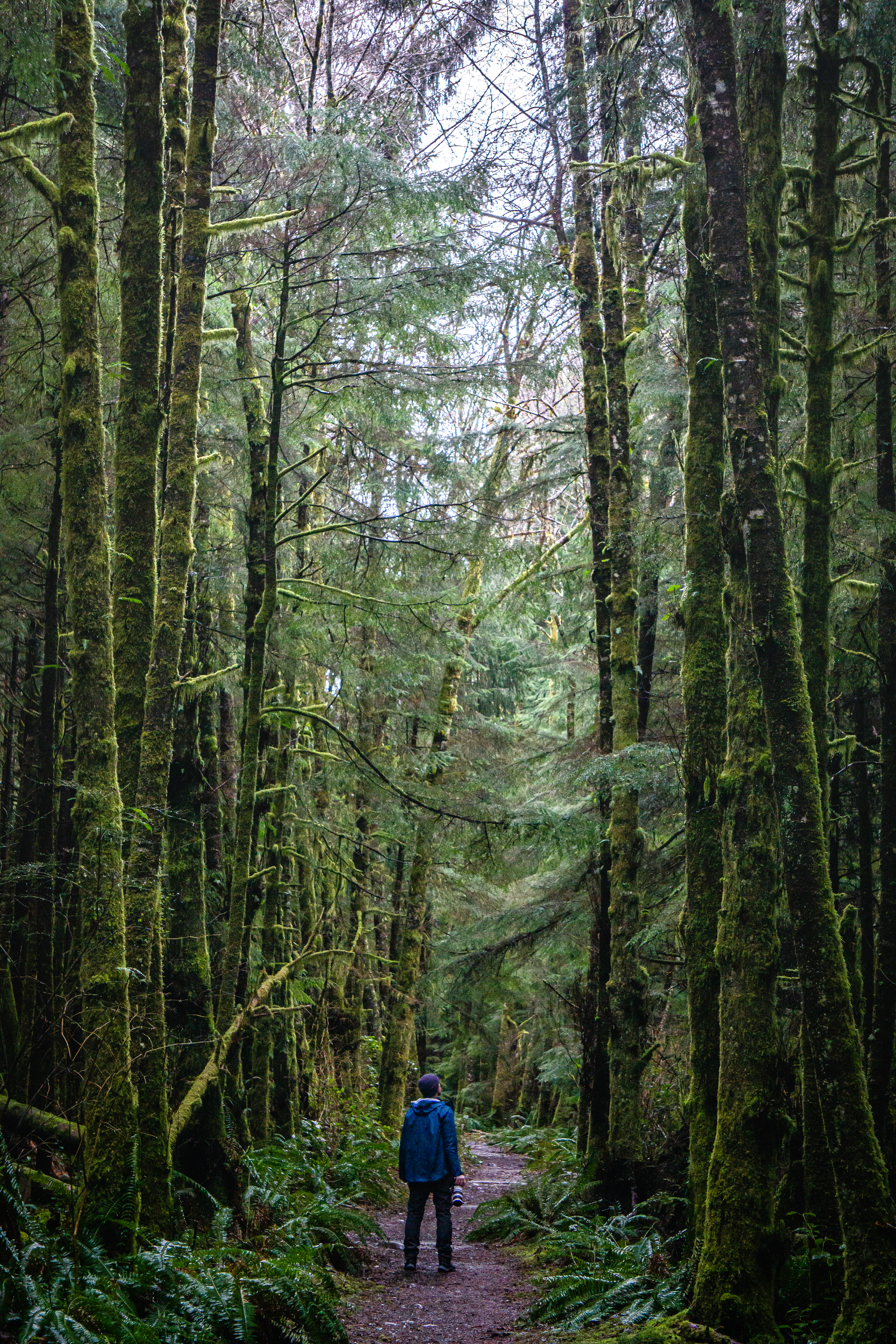 Hoh Rainforest